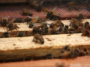 Jahe dan Temulawak Langka Imbas Corona, Ilmuwan UI Kembangkan Propolis