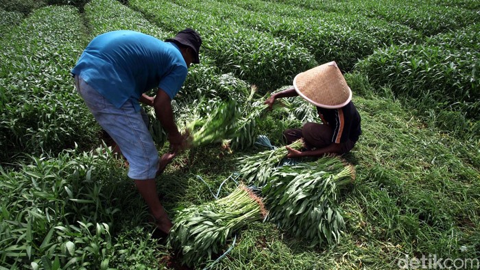 Orang RI Paling Banyak Bekerja Jadi Petani