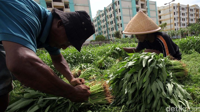 Petani kangkung yang berada dipinggiran kota Jakarta memanen hasil tanamannya di kawasan Jakarta Timur, Selasa (14/5/2013). Panen kangkung itu nantinya akan dipasarkan ke Pasar Pulogadung Jakarta Timur dengan harga kisaran Rp 4000 per-ikat. File/detikFoto.