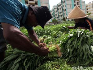 Makan Kangkung Sudah Membudaya, Ahli Gizi Sebut Kandungan LSD Baru Dugaan