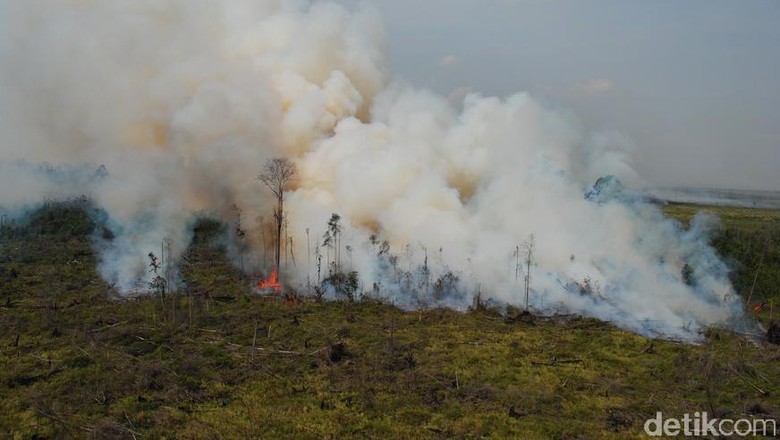 Polisi Tangkap 3 Pelaku Pembakar Hutan Taman Nasional Tesso Nilo Polisi Tangkap 3 Pelaku Pembakar Hutan Taman Nasional Tesso Nilo
