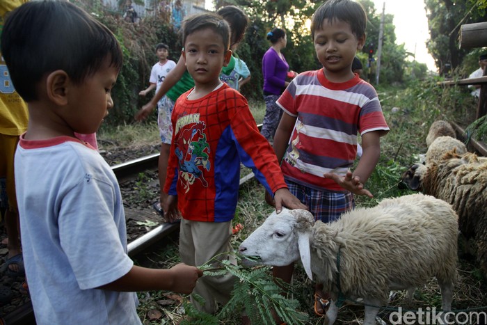 Puluhan anak tampak asyik memberi makan domba di pinggir rel kereta api di kawasan bukit duri, Jakarta (22/9/2014). Penjualan hewan kurban dikawasan bukit duri yang berada di pinggir rel tersebut seringkali menarik perhatian anak-anak sekitar untuk menonton dan memberi makan hewan kurban tersebut, tanpa pengawasan dari pihak orang tua hal tersebut dapat mengancam keselamatan mereka.