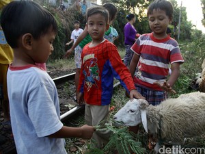 Bolehkah Anak Kecil Belum Baligh Ikut Kurban Idul Adha?