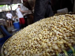 Bulog Jajaki Impor Kedelai dari 11 Negara