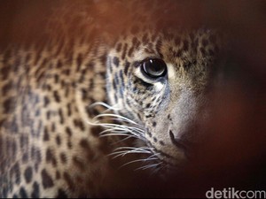 Macan Tutul Tiba-tiba Masuk ke Sekolah India, 3 Orang Luka-luka