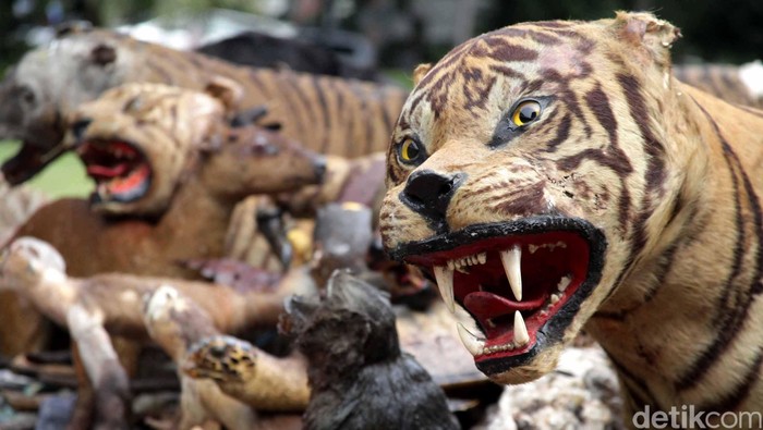 Penyidik Bea Cukai dan LHK Kolaborasi Gagalkan Eksportasi Satwa Langka