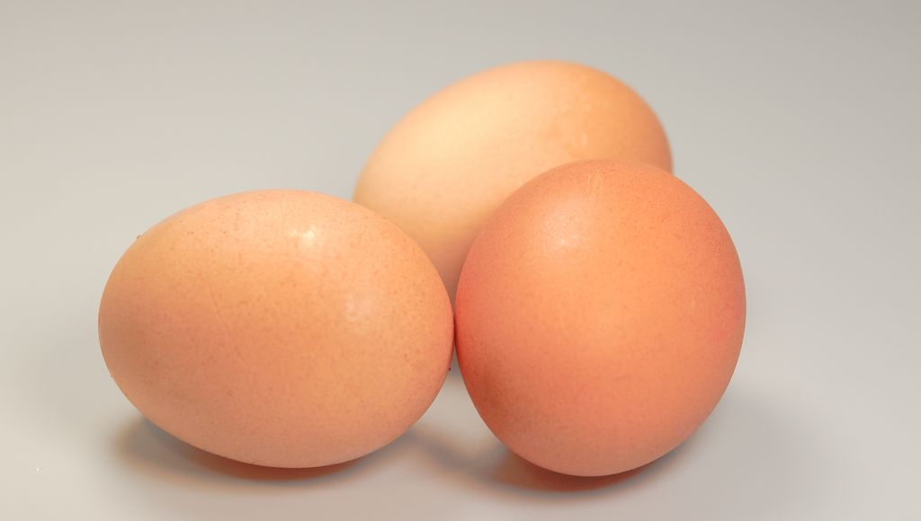 Ilustrasi telur ayam