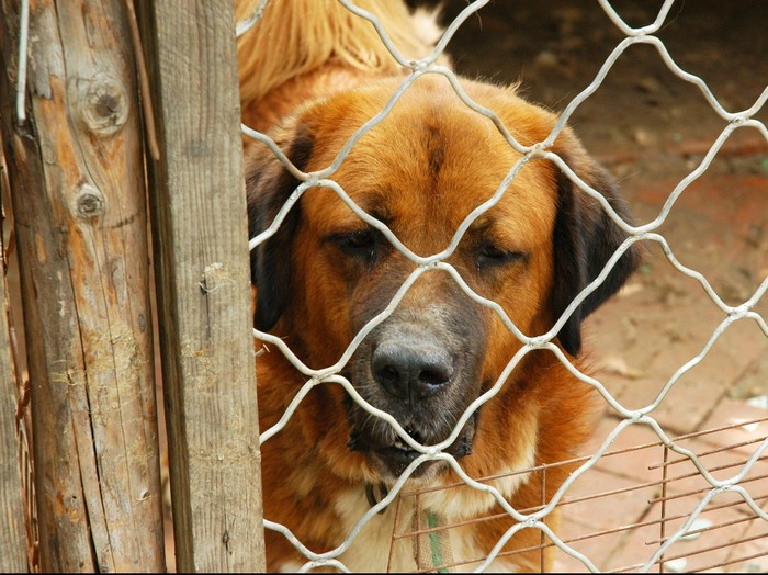 Disangka Cuma Efek Samping Obat, Pria Ini Akhirnya Tewas Terinfeksi Rabies
