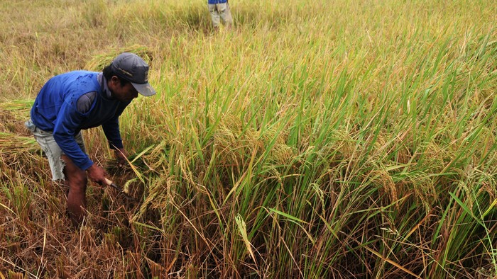 Petani memotong padi saat panen di Desa Gemayun, Kabupaten Tegal, Jateng, Kamis (4/12). Kementerian Pertanian menargetkan 2015 produksi padi naik 5 persen hingga 10 persen disetiap provinsi untuk mencapai target swasembada mencapai 73,4 Juta Ton gabah kering giling (GKG). ANTARA FOTO/Oky Lukmansyah/Rei/pd/14.
