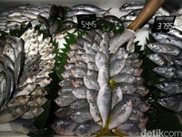 Duh, Ekspor Ikan RI Kalah dari Vietnam