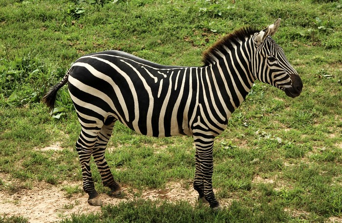 Ilustrasi zebra