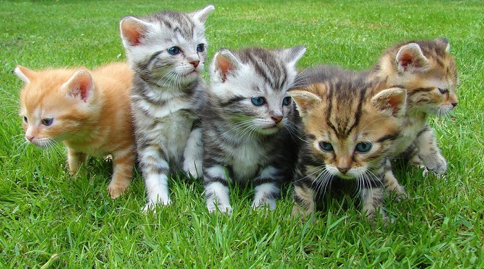 Ilustrasi anak kucing