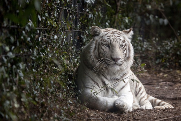 Harimau putih