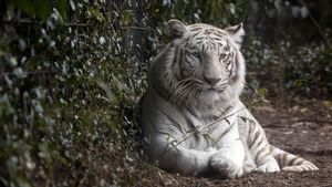 Kerap Disebut Macan Putih, Ini Fakta Tentang Harimau Putih yang Langka
