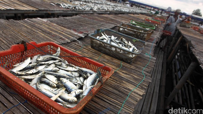 Kandungan garam ikan asin bisa meningkatkan risiko stroke dan serangan jantung (Foto: Hasan Alhabshy) Kandungan garam ikan asin bisa meningkatkan risiko stroke dan serangan jantung (Foto: Hasan Alhabshy)