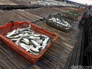 Singgung Ikan Asin, Menkes Ingatkan Risiko Stroke dan Serangan Jantung