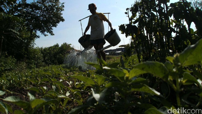 Petani Harap Program Aksi Pangan Tak Hanya Jalan di Era Jokowi