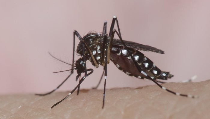 Awas Kecolongan, Demam Turun Bukan Berarti Gejala DBD Membaik