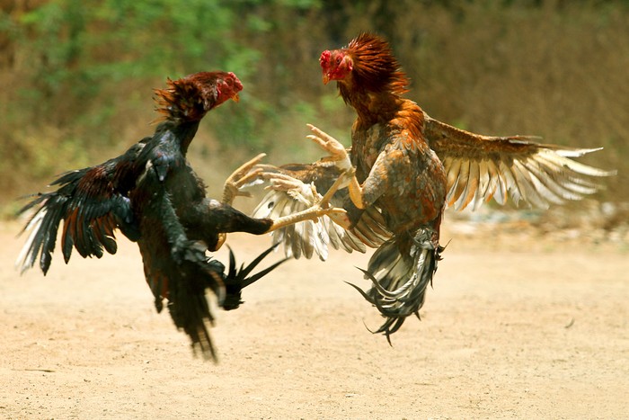 Ilustrasi Sabung Ayam