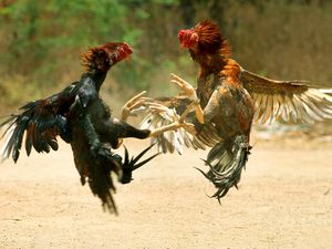 Benarkah Ayam Keturunan Dinosaurus?