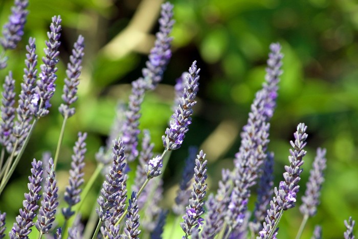 Ilustrasi Lavender