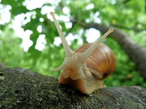 Ternyata Ini Beda Siput dan Bekicot, Sudah Tahu?