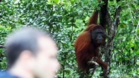 Kebakaran Hutan Mulai Ganggu Wisata Tanjung Puting, Banyak Penerbangan Delay