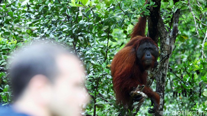 Melihat aktivitas Orangutan (Pongo pygmaeus) di selter Tanjung Harapan Taman Nasional Tanjung Puting, Kalimantan Tengah. Taman Nasional Tanjung Puting yang merupakan tempat konservasi terbesar didunia tersebut memiliki luas 415.040 hektar dengan memi