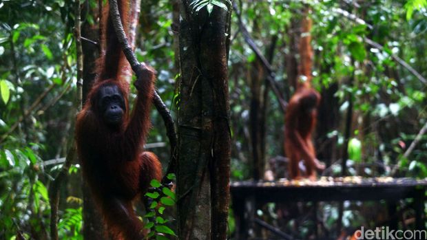 Melihat aktivitas Orangutan (Pongo pygmaeus) di selter Tanjung Harapan Taman Nasional Tanjung Puting, Kalimantan Tengah. Taman Nasional Tanjung Puting yang merupakan tempat konservasi terbesar didunia tersebut memiliki luas 415.040 hektar dengan memiliki populasi sekitar 6.000 lebih spesies Orangutan.