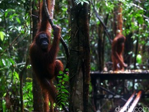 Penyidik KLHK Tangkap Penjual Orangutan di Aceh