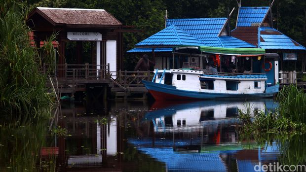 Menyusuri sungai Sekonyer,Taman Nasional Tanjung Puting, Kalimantan Tengah, Rabu (14/1/2015). Di kanan-kiri sungai yang berkelok-kelok ini tampak bekantan dan monyet ekor panjang berlompatan di atas pohon. Laju perahu kelotok yang lamban seakan tak menggoyahkan ketenangan sungai dan menciptakan cermin bagi pepohonan hutan hujan tropis dan dedaunan nipah sepanjang sungai.