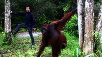 Tanjung Puting National Park di Kalimantan menempati posisi kedua. Taman nasional ini jadi tempat terbaik melihat orangutan di habitat aslinya. Wisatawan bisa menyusuri Sungai Sekonyer dengan kapal klotok menuju Camp Leakey untuk berinteraksi langsung. (Agung Pambudhy/detikcom)