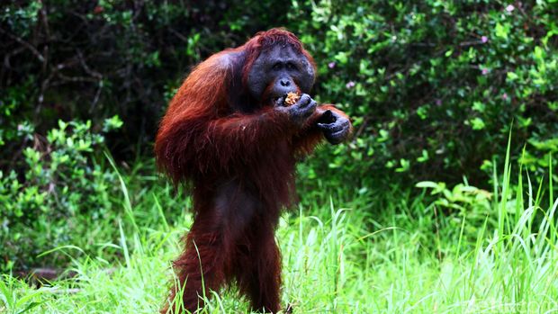 Julia Roberts Yang Bikin Birahi Orangutan Tanjung Puting