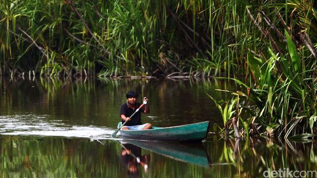 Menyusuri sungai Sekonyer,Taman Nasional Tanjung Puting, Kalimantan Tengah, Rabu (14/1/2015). Di kanan-kiri sungai yang berkelok-kelok ini tampak bekantan dan monyet ekor panjang berlompatan di atas pohon. Laju perahu kelotok yang lamban seakan tak menggoyahkan ketenangan sungai dan menciptakan cermin bagi pepohonan hutan hujan tropis dan dedaunan nipah sepanjang sungai.