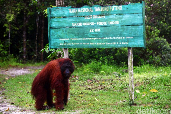 Ancaman Karhutla di Jantung Konservasi Primata Kalimantan Tengah (2)