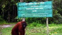 Tentang Tanjung Puting, Rumah Orang Utan yang Merana karena Kebakaran Besar