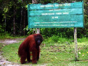 Tentang Tanjung Puting, Rumah Orang Utan yang Merana karena Kebakaran Besar