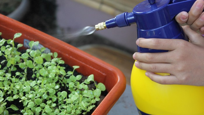 Sering Pakai Pestisida di Rumah, Anak Jadi Mudah Dilumpuhkan Kanker