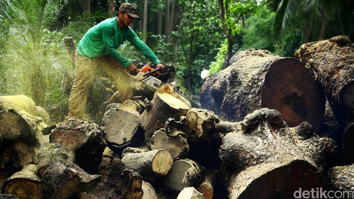 Memasuki musim penghujan, Dinas Pertamanan Jakarta Selatan memangkas ribuan pohon yang rawan tumbang. Limbah hasil tebangan pohon itu kini ditumpuk di Taman Gunung Louser untuk kembali dimanfaatkan sebagai arang, pupuk, dan pagar taman.