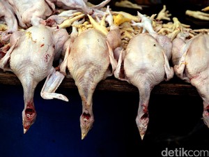 Hindari Risiko Flu Burung, Begini Saran Kementan