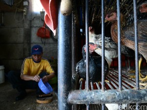 Agar Terhindar dari Flu Burung, Masyarakat Sebaiknya Tak Pelihara Unggas