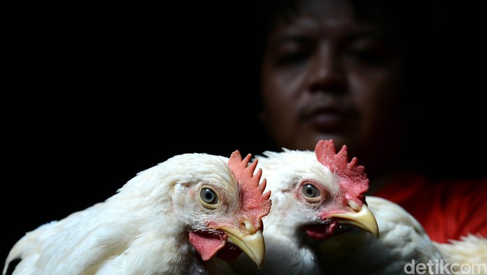 Mentan Larang Jagung Impor, 12 Juta Peternak Terancam Bangkrut