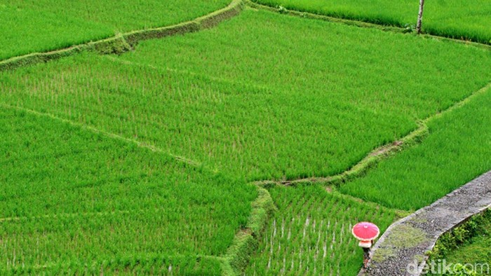 Bila berwisata ke Tasikmalaya, belum lengkap rasanya jika tidak mampir kawasan Kampung Naga seperti terlihat akhir pekan lalu (26/3/2011). Keelokan alam, sawah berundak dan lembah menghijau yang dibelah sungai menjadi pemandangan yang sulit dihindari. Ari saputra/file/detikfoto