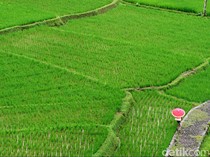 Sawah di Sekitar Kantor Bupati Tasikmalaya Akan Ditertibkan