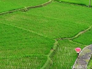 Sawah di Sekitar Kantor Bupati Tasikmalaya Akan Ditertibkan