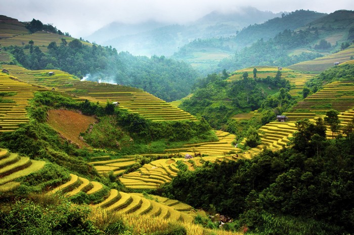 Ilustrasi sawah