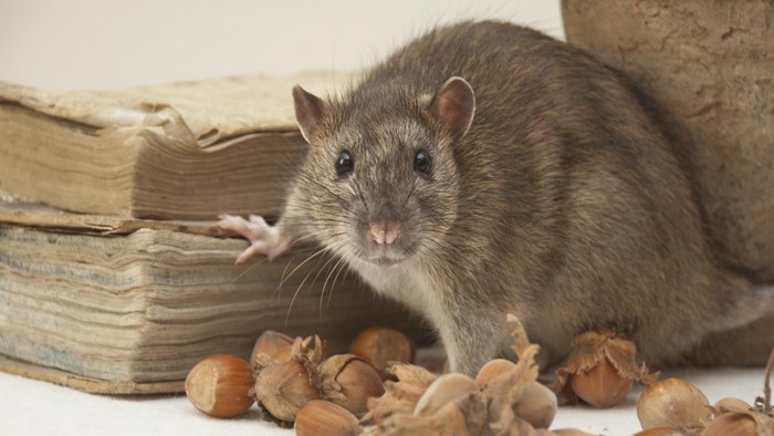 Polisi Brasil Temukan Fakta Mengejutkan, Tikus Dilatih Tahanan Bawa Narkoba