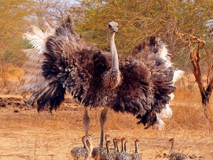 10 Burung Terbesar di Dunia, Ada Spesies Asli Indonesia