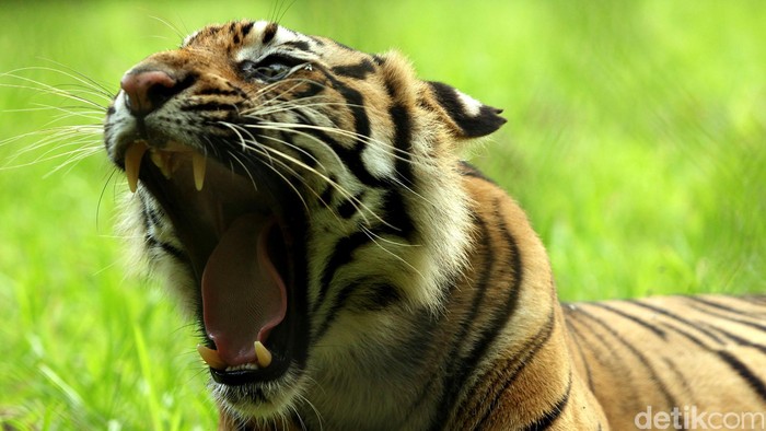 Diserang Harimau Sumatra, Penjaga Kebun Binatang Polandia Tewas