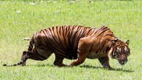 Tujuh harimau turun gunung dan berkeliaran di perkebunan warga di Desa Pungut, Kerinci, Jambi. Harimau juga kedapatan menyerang warga yang hendak pulang dari kebun, beruntung korban bernama Rusmayati berhasil diselamatkan suaminya.  (Foto: Ilustrasi Harimau sumatera - Dok. Rengga Sancaya/detikcom)